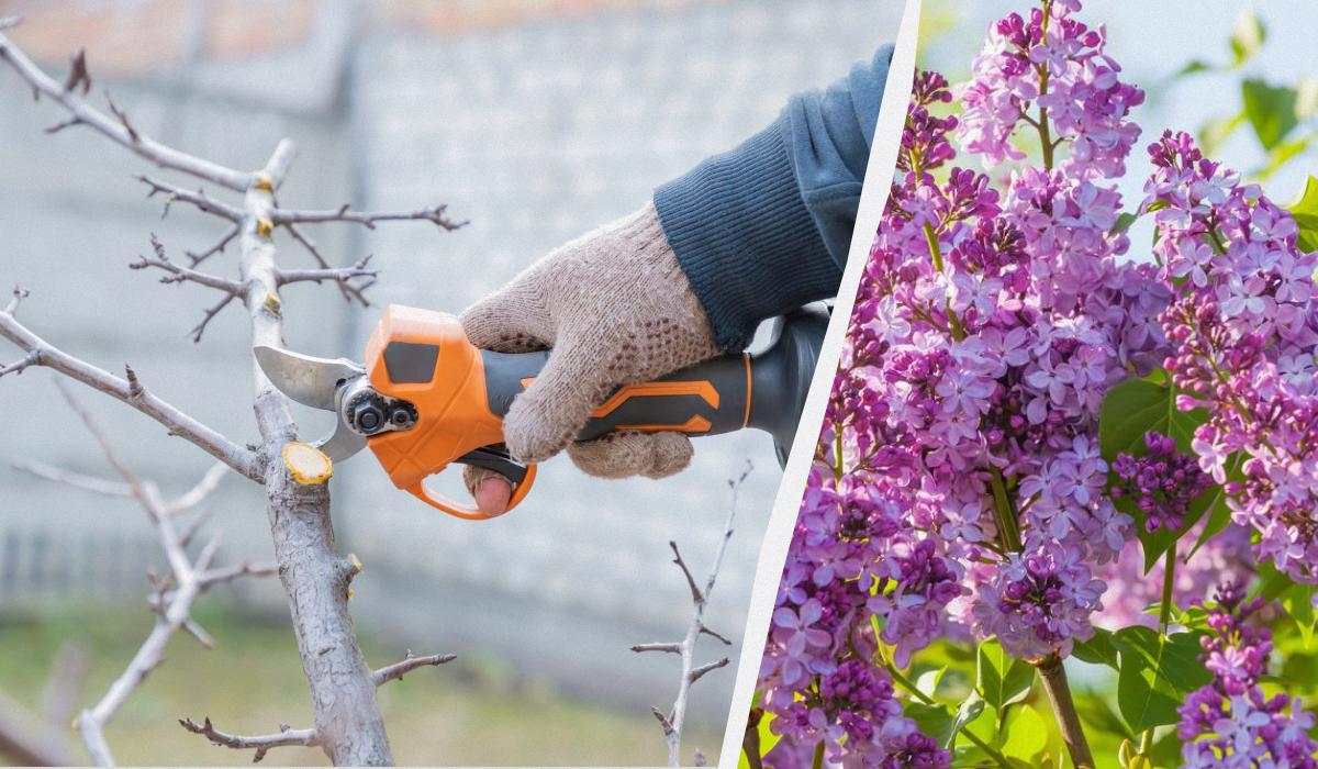 Potatura del lilac prima dell’inverno: quando e come farla correttamente