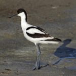 Uccello raro catturato in trappola nella zona protetta di Odessa durante la guerra