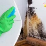 Muffa nera: pericoli per la salute e rimedi economici per la rimozione