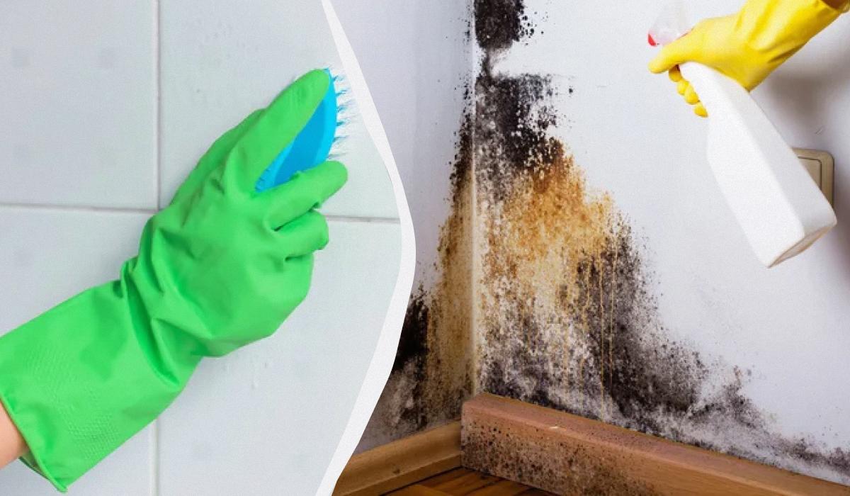 Muffa nera: pericoli per la salute e rimedi economici per la rimozione