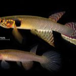 Scoperto un pesce ritenuto estinto da oltre vent'anni