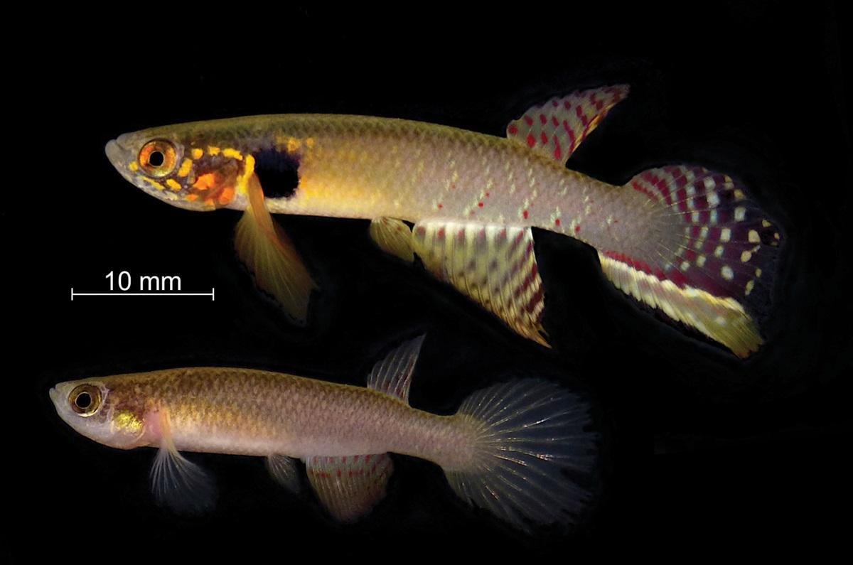 Scoperto un pesce ritenuto estinto da oltre vent'anni