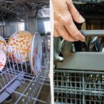 Video dell'interno di una lavastoviglie provoca reazioni contrastanti