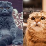 Perché la gatta appoggia la zampa sul proprietario: cause e significati