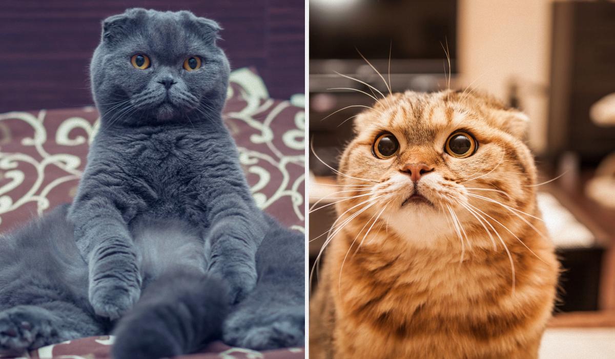 Perché la gatta appoggia la zampa sul proprietario: cause e significati