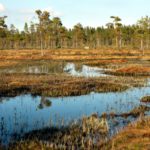 Palude: definizione e fattori che attirano le persone