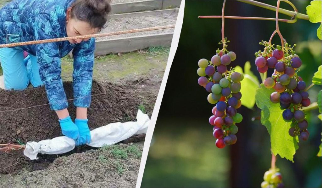 Copri l'uva per evitare il congelamento e salvaguardare la produzione del prossimo anno