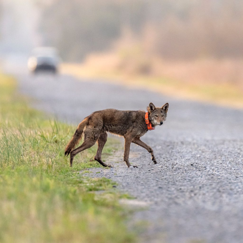 Trump propone quattro regole che facilitano l&#039;estrazione di petrolio e la deforestazione in aree protette