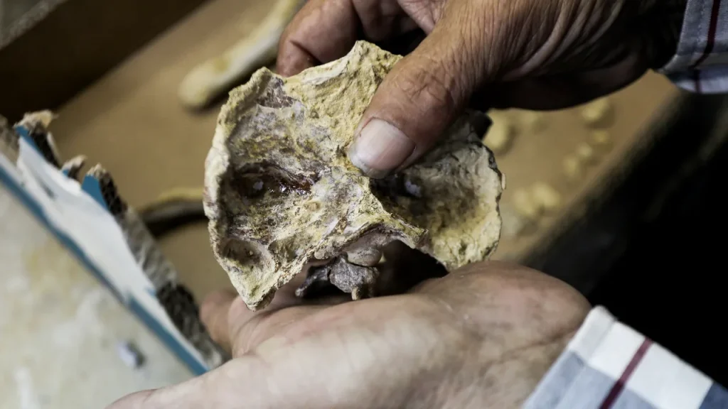 Restauro di un uccello marino gigante di 20 milioni di anni con tecnologia 3D