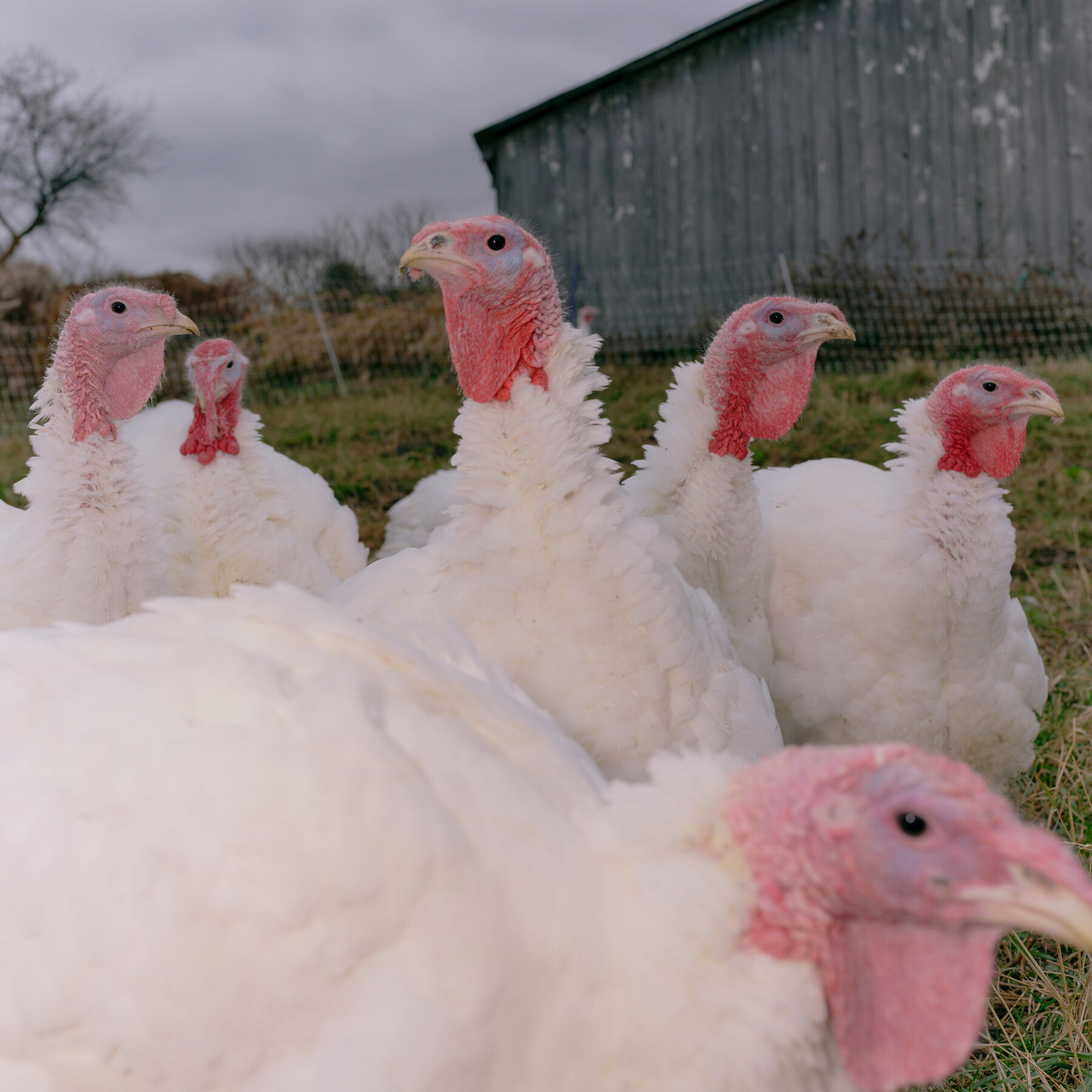 Verifica delle affermazioni di Trump sui prezzi di alimenti e carburante