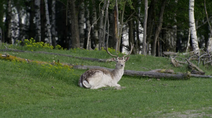 Documentario ucraino Divia contro la devastazione ambientale: una speranza per il futuro