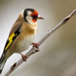 Andalusia: studio sulla cattura di uccelli cantori per il silvestrismo genera polemiche