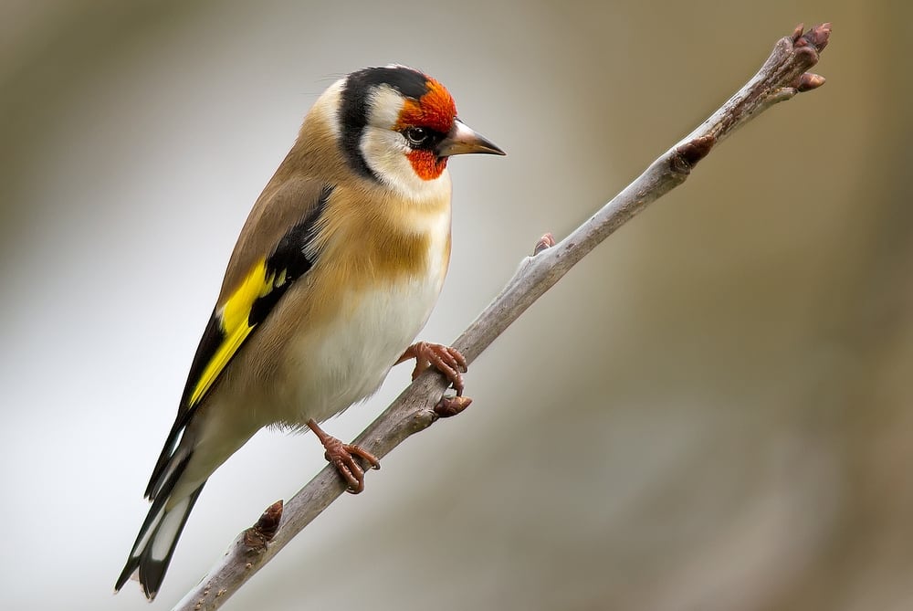 Andalusia: studio sulla cattura di uccelli cantori per il silvestrismo genera polemiche