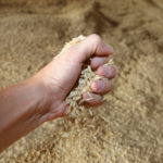 Chiamata a insegnare l’Holodomor nelle scuole tedesche