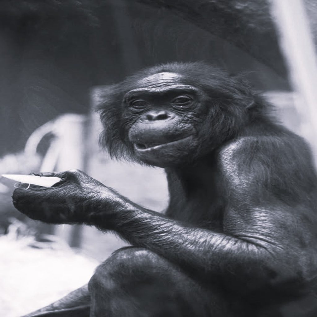 Addio a Mato: la commovente scena di addio allo zoo di Wuppertal