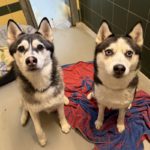 Due cani femmine arrivano in un rifugio di animali in Nordrhein-Westfalen (NRW)