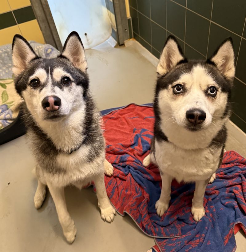 Due cani femmine arrivano in un rifugio di animali in Nordrhein-Westfalen (NRW)