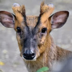 Cervo Mo salvato dallo zoo di Kiev dopo frattura della mascella in attacco russo