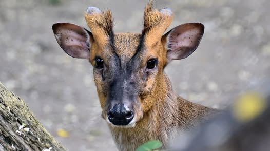 Cervo Mo salvato dallo zoo di Kiev dopo frattura della mascella in attacco russo