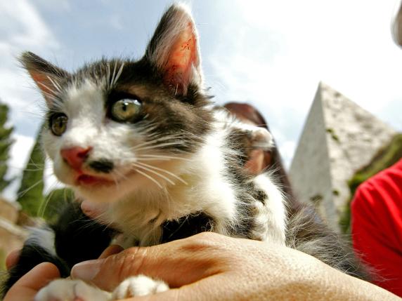 Una bibliotecaria lascia un&#039;eredità di 150 mila euro per il benessere dei gatti di Roma, un gesto di generosità che ispira a prendersi cura degli animali