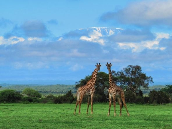 Il Kilimangiaro in pericolo: la perdita del 75% delle specie vegetali in un secolo