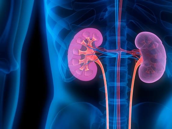 Proteggere i Reni: Come Prevenire le Malattie Renali con Regole Semplici e Analisi di Sangue e Urine