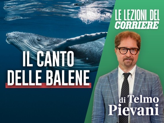 La comunicazione con le balene: una frontiera della scienza che potrebbe rivoluzionare la nostra comprensione del mondo naturale
