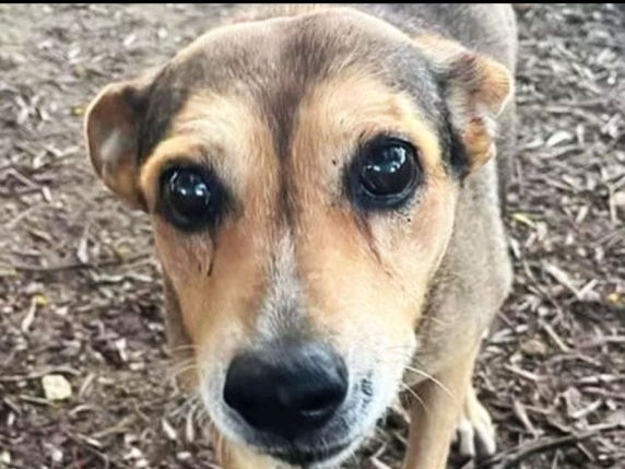 Cane legato ai binari ucciso da treno: tre rinvii a giudizio e controversie sulla gestione di altri animali