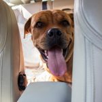 Nuove regole per i cani in aereo: peso massimo di 30 kg e fino a 6 cani per volo, le ultime disposizioni dell'Enac