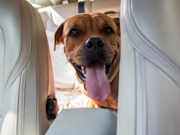 Nuove regole per i cani in aereo: peso massimo di 30 kg e fino a 6 cani per volo, le ultime disposizioni dell&#039;Enac