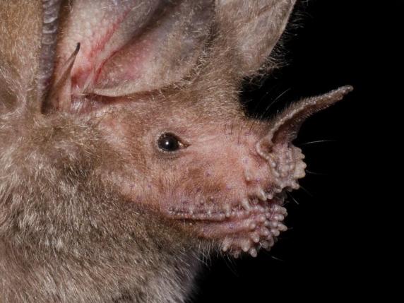Pipistrelli dal naso a foglia: la strategia di caccia vincente che supera i leoni