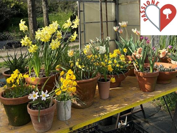 Come avere un inverno fiorito e colorato in casa: i bulbi da piantare a novembre per un tocco di vita e bellezza