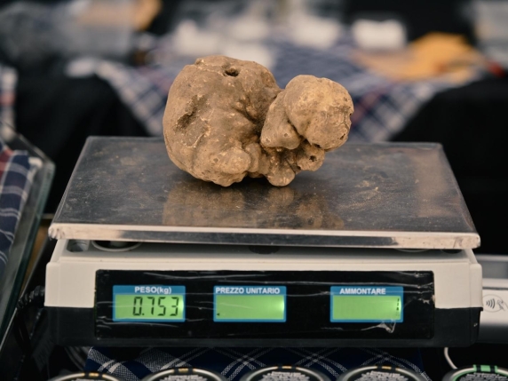 Tartufo da record alla mostra di Città di Castello: un esemplare da 750 grammi attira l&#039;attenzione di appassionati e gourmet