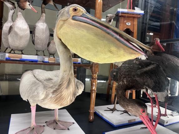 La perdita di contatto con la natura: quando il nostro pensiero diventa &quot;alieno&quot;