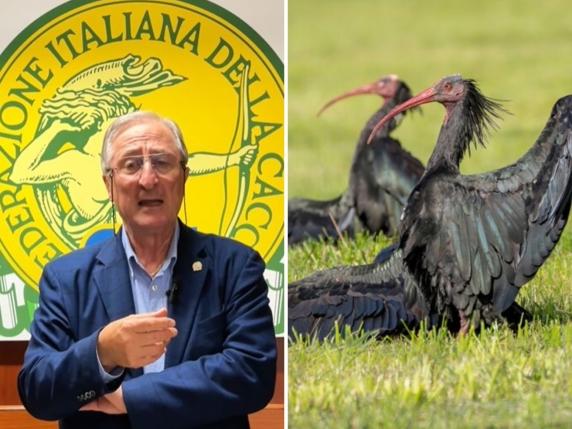 Cacciatori contro l&#039;abbattimento degli ibis: un atto inaccettabile che danneggia la loro immagine e mina la conservazione della natura