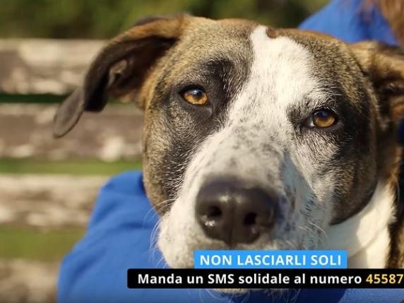Solidarietà per gli animali in difficoltà: la campagna di raccolta fondi di Leidaa e l&#039;sms solidale per Oscar e i suoi fratelli