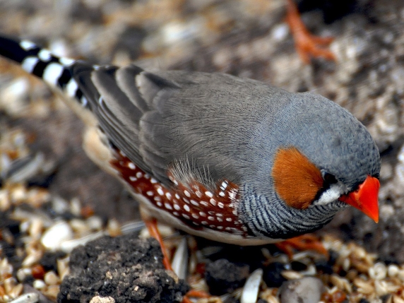 Il Canto degli Uccelli all&#039;Alba: Un Fenomeno Naturale Complesso e Affascinante

Approfondimento
Il canto degli uccelli all&#039;alba è un fenomeno naturale che si verifica in tutto il mondo, caratterizzato da una serie di motivi, tra cui la necessità di esercitarsi dopo una notte di inattività, la comunicazione con altri uccelli, la difesa del territorio e l&#039;attrazione di un partner. Secondo gli esperti, il canto all&#039;alba è particolarmente importante, poiché è il momento in cui gli uccelli sono più attivi e più visibili.

Possibili Conseguenze
Il canto degli uccelli all&#039;alba può avere conseguenze positive e negative. Tra le conseguenze positive, c&#039;è la possibilità di comunicare con altri uccelli e di difendere il territorio. Tuttavia, il canto all&#039;alba può anche essere un segnale di allarme per gli uccelli, che possono essere più vulnerabili ai predatori durante questo periodo.

Opinione
Secondo alcuni esperti, il canto degli uccelli all&#039;alba è un fenomeno naturale che non dovrebbe essere disturbato. Gli uccelli hanno bisogno di cantare per comunicare e per sopravvivere, e il canto all&#039;alba è un momento importante per loro.

Analisi Critica dei Fatti
Il canto degli uccelli all&#039;alba è un fenomeno complesso che richiede un&#039;analisi critica. Gli esperti devono considerare i diversi motivi per cui gli uccelli cantano all&#039;alba, tra cui la comunicazione, la difesa del territorio e l&#039;attrazione di un partner.

Relazioni con altri fatti
Il canto degli uccelli all&#039;alba è collegato ad altri fenomeni naturali, come la migrazione degli uccelli e la riproduzione. Gli uccelli che cantano all&#039;alba possono essere più propensi a migrare o a riprodursi, poiché il canto è un segnale di salute e di vitalità.

Contesto storico
Il canto degli uccelli all&#039;alba è un fenomeno che è stato osservato e studiato per secoli. Gli antichi greci e romani credevano che il canto degli uccelli all&#039;alba fosse un segno di buon auspicio, mentre gli scienziati moderni hanno scoperto che il canto è un comportamento complesso che richiede un&#039;analisi critica.

Fonti
La fonte di questo articolo è il Corriere della Sera, un quotidiano italiano che pubblica notizie e articoli su argomenti di attualità. L&#039;articolo originale può essere trovato al seguente link: https://www.corriere.it/
