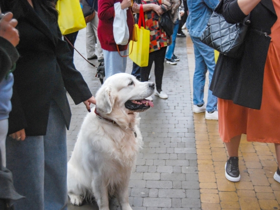 Vivere in città con il proprio cane: errori da evitare e soluzioni per una vita felice e sana