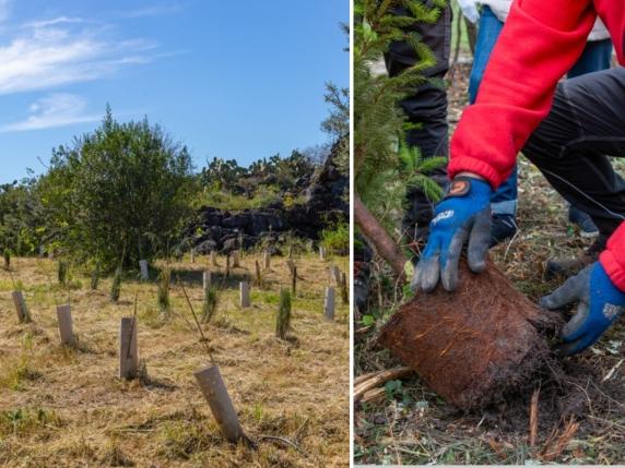 Italia Verde in Crescita: Oltre 3 Milioni di Alberi Piantati nel 2024 con un Aumento del 31% Rispetto all&#039;Anno Precedente