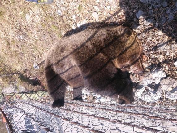 Cacciatore indagato per la morte dell&#039;orso Mj5: una decina di morti sospette nel Trentino sollevano preoccupazioni sulla gestione della fauna selvatica