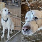 Cane abbandonato in condizioni disumane: il caso di Neve e la lotta contro il maltrattamento degli animali