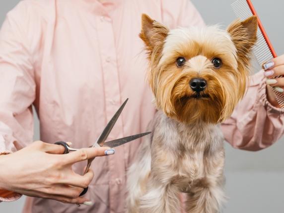 I Cani di Piccola Taglia Non Sono Giocattoli: Come Evitare lo Stress e l&#039;Aggressività con un Approccio Rispettoso e Consapevole