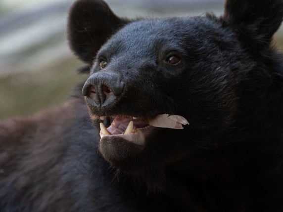 Crisi degli orsi in Giappone: dodici vittime da aprile e intervento dell&#039;esercito per garantire la sicurezza pubblica