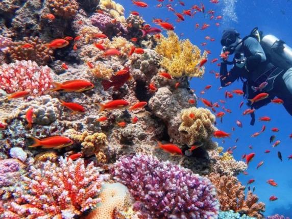 Esplorare i Paradisi Sottomarini: Le Migliori Destinazioni per gli Appassionati di Immersioni