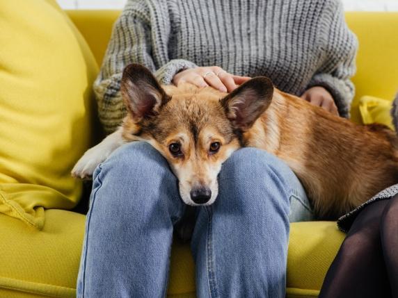 La Spagna verso il riconoscimento della violenza vicaria: un passo importante per la protezione degli animali e delle vittime di violenza domestica

Approfondimento
La violenza vicaria è una forma di abuso che può avere conseguenze devastanti sia per gli animali che per le persone coinvolte. Gli animali domestici sono spesso utilizzati come strumento di controllo o di punizione, e ciò può portare a gravi conseguenze per la loro salute e il loro benessere.

Possibili Conseguenze
Il riconoscimento del reato di violenza vicaria potrebbe avere importanti conseguenze per la lotta contro la violenza domestica e l&#039;abuso degli animali. Ciò potrebbe portare a una maggiore consapevolezza e a una più efficace protezione delle vittime di violenza domestica, nonché a una maggiore responsabilità per coloro che commettono tali abusi.

Opinione
È fondamentale che la società riconosca l&#039;importanza di proteggere gli animali domestici e le persone che subiscono violenza domestica. Il riconoscimento del reato di violenza vicaria è un passo importante in questa direzione, e potrebbe avere un impatto positivo sulla vita di molte persone e animali.

Analisi Critica dei Fatti
La violenza vicaria è un problema complesso che richiede un&#039;approccio multidisciplinare. È necessario che le autorità, le organizzazioni animaliste e le associazioni di sostegno alle vittime di violenza domestica lavorino insieme per prevenire e combattere questo tipo di abuso.

Relazioni con altri fatti
La violenza vicaria è spesso legata ad altri tipi di abuso, come la violenza domestica e l&#039;abuso di minori. È importante che le autorità e le organizzazioni di sostegno considerino questi collegamenti e lavorino per prevenire e combattere tutti i tipi di abuso.

Contesto storico
La violenza vicaria è un problema che esiste da molto tempo, ma solo recentemente ha iniziato a ricevere l&#039;attenzione che merita. La Spagna è uno dei primi paesi a riconoscere il reato di violenza vicaria, e ciò potrebbe essere un esempio per altri paesi.

Fonti
Fonte: Corriere della Sera