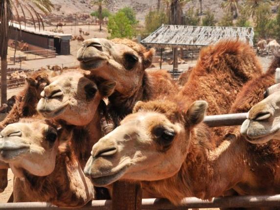 Clima torrido e siccità, i dromedari sostituiscono i bovini: producono più latte delle mucche (ed è più nutriente)