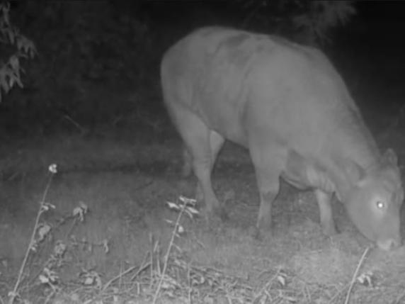 La Mucca Minerva, Eroina della Fuga dal Mattatoio: Una Storia di Speranza e Solidarietà per il Benessere Animale