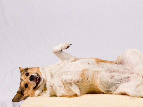 Sterilizzazione del cane: benefici, rischi e considerazioni etiche per la salute e il benessere dell&#039;animale