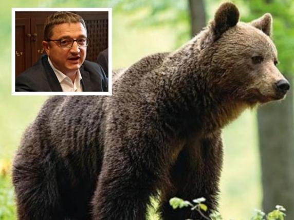 Il Caso dell&#039;Orso M90: Il Presidente del Trentino Fugatti Sottoposto a Processo per Uccisione dell&#039;Animale