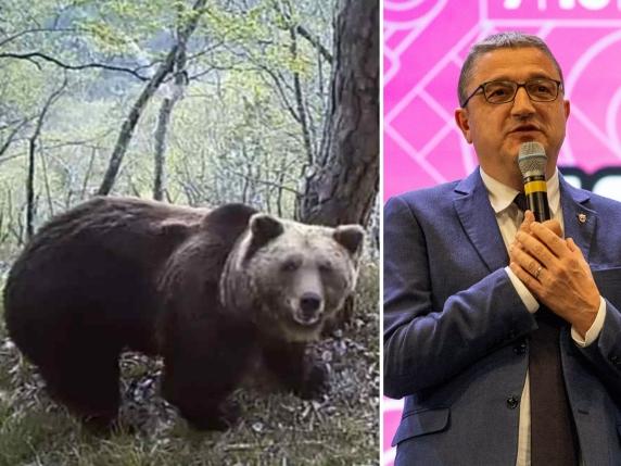 Abbattimento dell&#039;orso M90: indagini e critiche sulla gestione della fauna selvatica